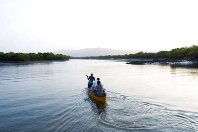 Apple Announces Efforts To Save Mangroves Near Mumbai