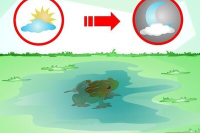 How to Care for a Sick Frog with Red Leg Disease
