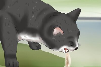 How to Treat a Cat for Snakebite
