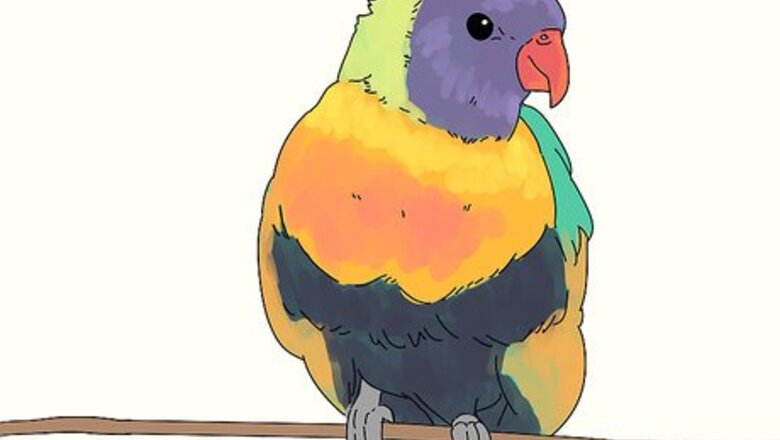 How to Choose a Lory or Lorikeet