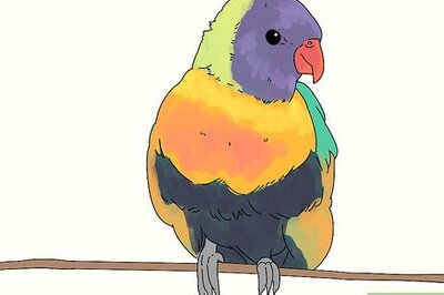 How to Choose a Lory or Lorikeet