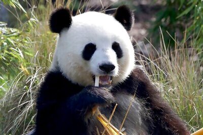 Berlin Zoo's Twin Panda Cubs Celebrate 1st Birthday