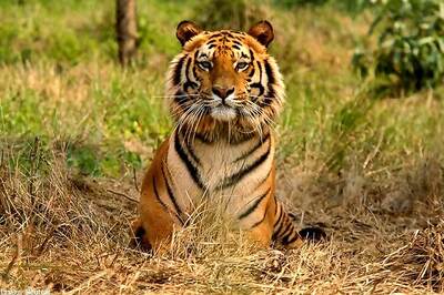 SC rejects plea against shifting of a tiger from Ranthambore National Park to Udaipur zoo