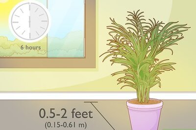 How to Care for a Potted Palm Tree