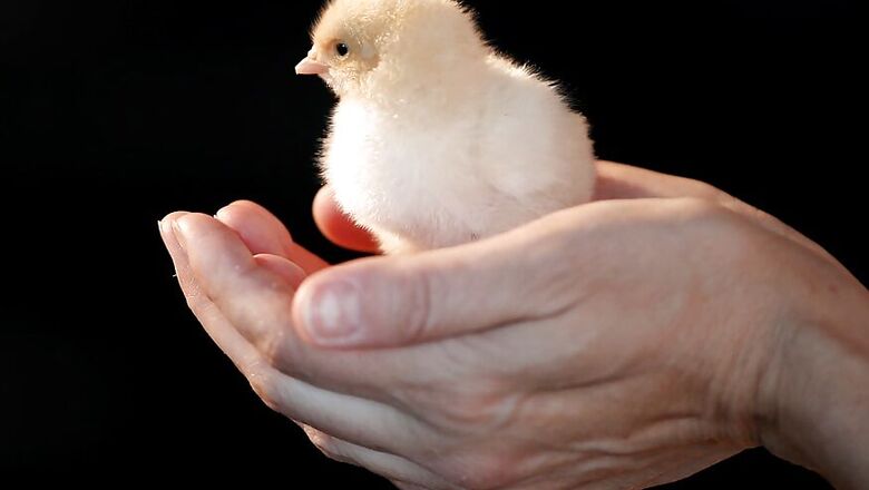 India’s Chicken Sales Slashed Almost 50% by False Coronavirus Rumours