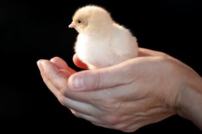 India’s Chicken Sales Slashed Almost 50% by False Coronavirus Rumours