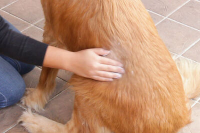 How to Get Oily Ear Drops Off a Dog's Fur