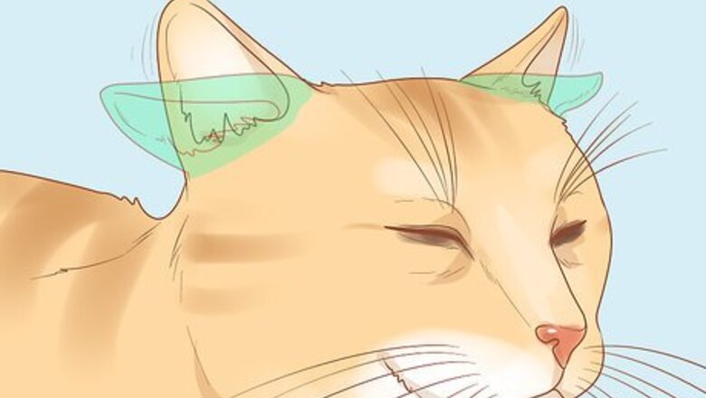 How to Diagnose and Treat Pyrethrin Poisoning in Cats