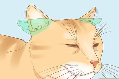 How to Diagnose and Treat Pyrethrin Poisoning in Cats