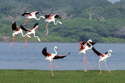 Treat For Bird Watchers: Greater Flamingoes Spotted in Himachal's Pong Wetlands