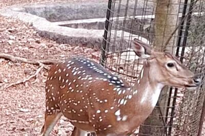 All About Kerala's Famous 165-year-old Thiruvananthapuram Zoo