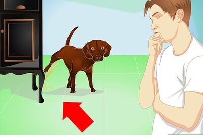 How to Housebreak an Adult Dog