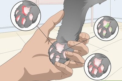 How to Clean Your Cat's Feet