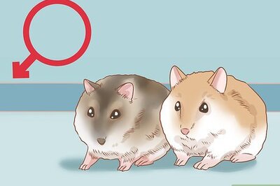 How to Introduce Two Dwarf Hamsters