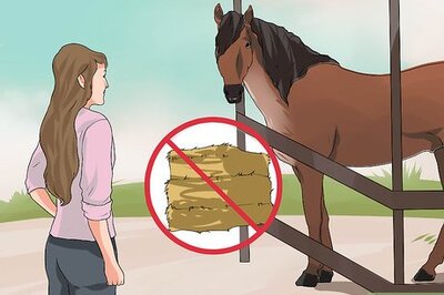 How to Treat Heaves in Horses