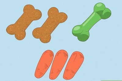 How to Teach Your Dog to Speak