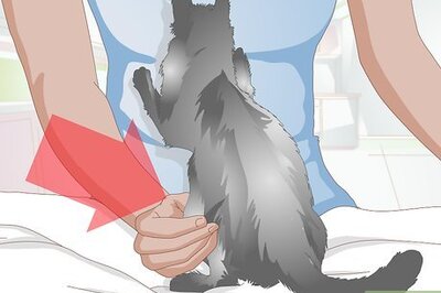 How to Take Care of a Pregnant Cat