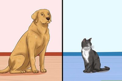 How to Introduce an Older Cat to a New Dog