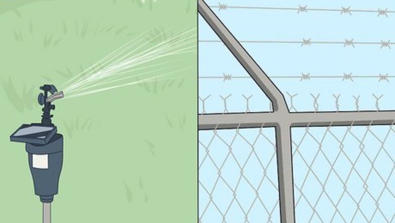 How to Survive a Coyote Attack