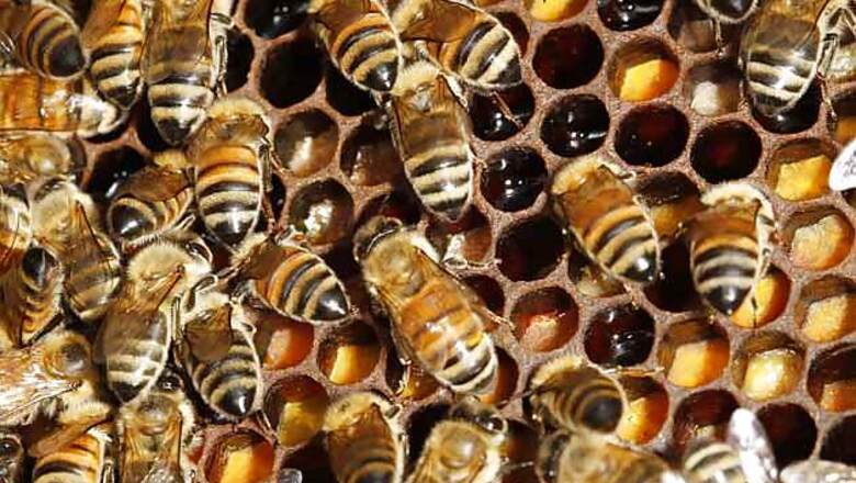 Bangalore: Honey, where are the bees?