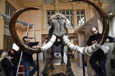 Mammoth Skeleton Sells for More Than Half a Million Euros