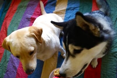 Bengal Woman Raises Rs 4 Lakh Bank Loan and Sells Gold Ornaments to Feed 400 Stray Dogs