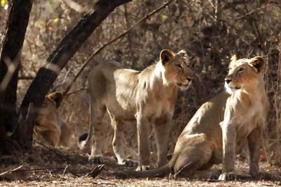 Carcasses of Eight Mutilated Lions Discovered at Private Game Farm in South Africa