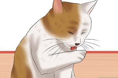How to Check Cats for Fleas