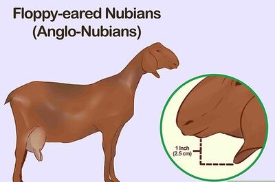 How to Identify Goat Breeds