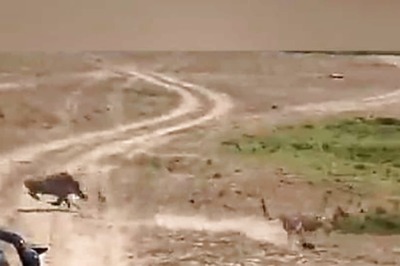 Watch: Mother Warthog Takes On Leopard To Save Newborn’s Life