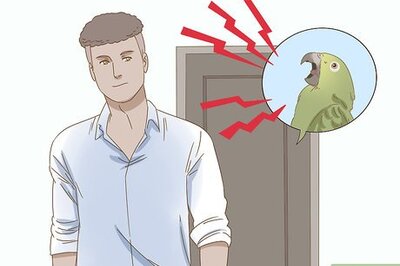 How to Calm Down a Bird