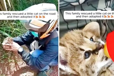 Family Rescues Kitten From Roadside; Here's What Happens Next