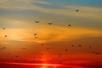 Sparrow Nesting To Three Lizards, Signs That Signify Wealth And Good Fortune As Per Vastu