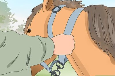How to Harness a Horse