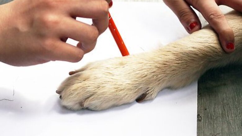 How to Measure Dogs for Shoes