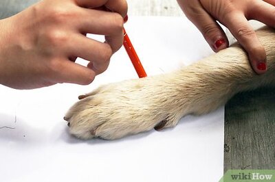 How to Measure Dogs for Shoes