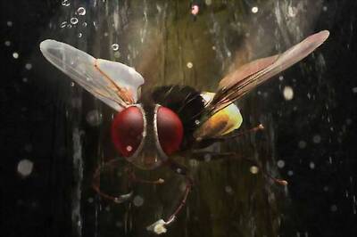 SS Rajmouli pays tribute to Ajay Devgn in 'Makkhi'