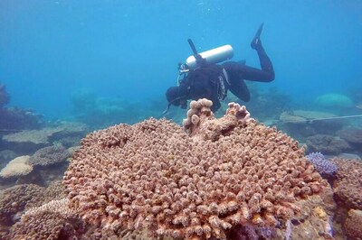 Scientists to Test 50 Coral Reefs to Seek Ways to Counter Climate Change