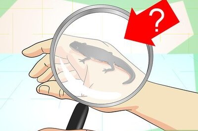 How to Make a Tank for Fire Belly Newts