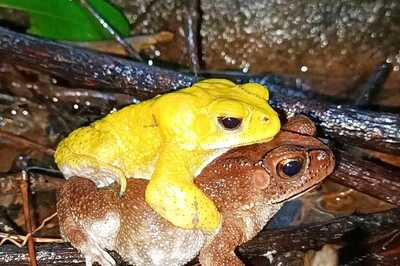 Indian Bullfrogs, A Colourful Sight During Their Mating Season In Monsoon