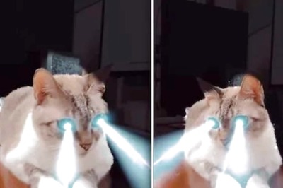 This ‘Laser Cat’ Emitting Rays Of Light From Its Eyes Is Viral; Watch Video