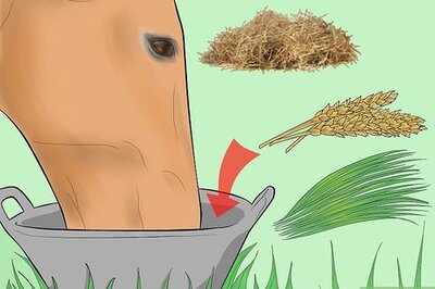 How to Prevent a Horse From Colicking
