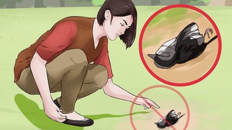 How to Prevent Bird Flu (Avian Influenza)