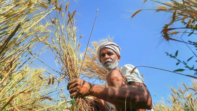 MP Farmer Dies After Waiting for Days to Sell Harvest; Second Death in 7 Days