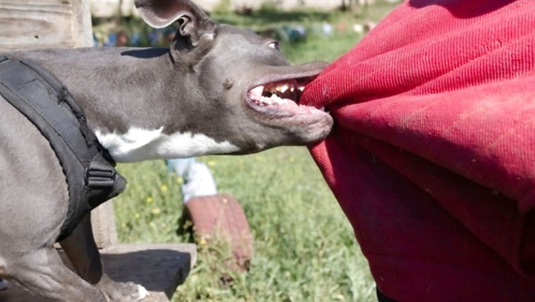 14 Shots, Mimicking Dogs or 10-Day Animal Watch? Debunk Rabies Myths Amid Ghaziabad Case Uproar