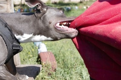 14 Shots, Mimicking Dogs or 10-Day Animal Watch? Debunk Rabies Myths Amid Ghaziabad Case Uproar