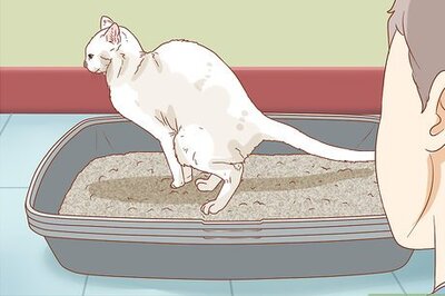 How to Collect Fecal Samples from a Cat