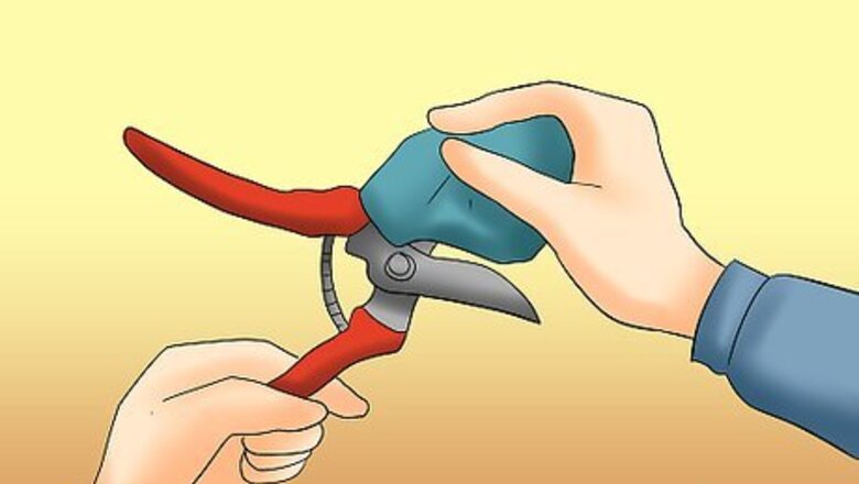 How to Prune Tardiva Hydrangea
