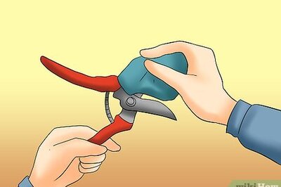 How to Prune Tardiva Hydrangea