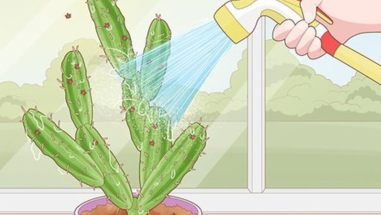 How to Get Rid of Cactus Bugs